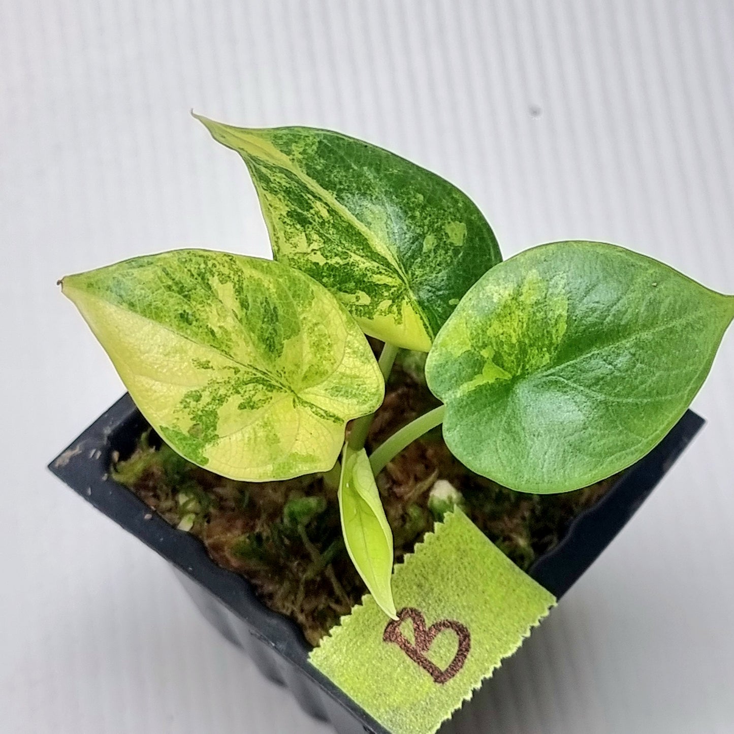 Alocasia Silver Dragon Aurea Variegated