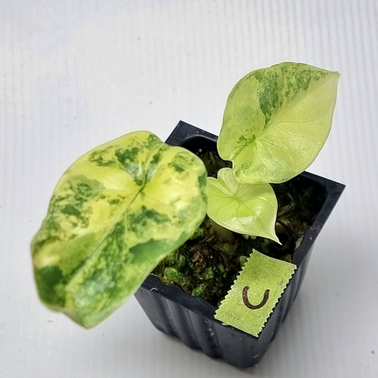 Alocasia Silver Dragon Aurea Variegated