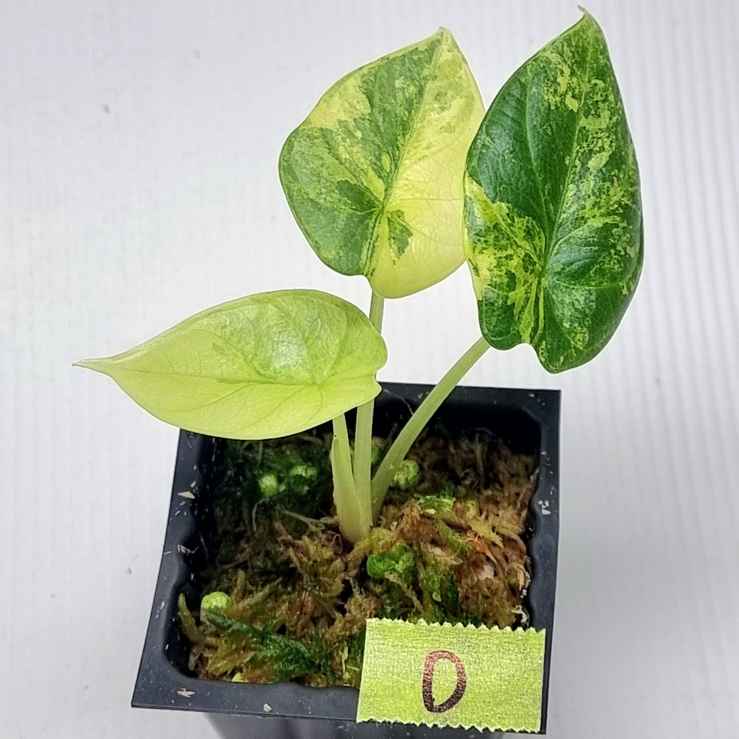 Alocasia Silver Dragon Aurea Variegated