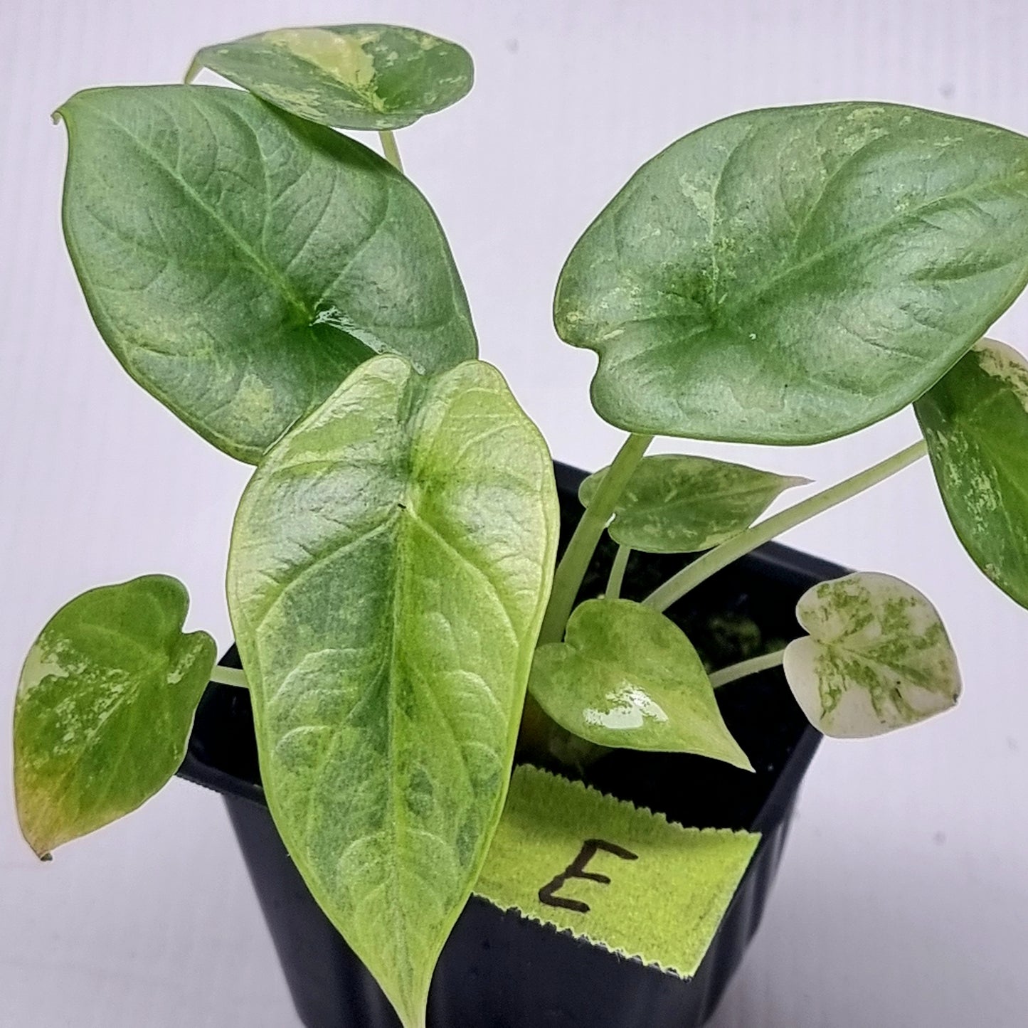 Alocasia Silver Dragon Aurea Variegated