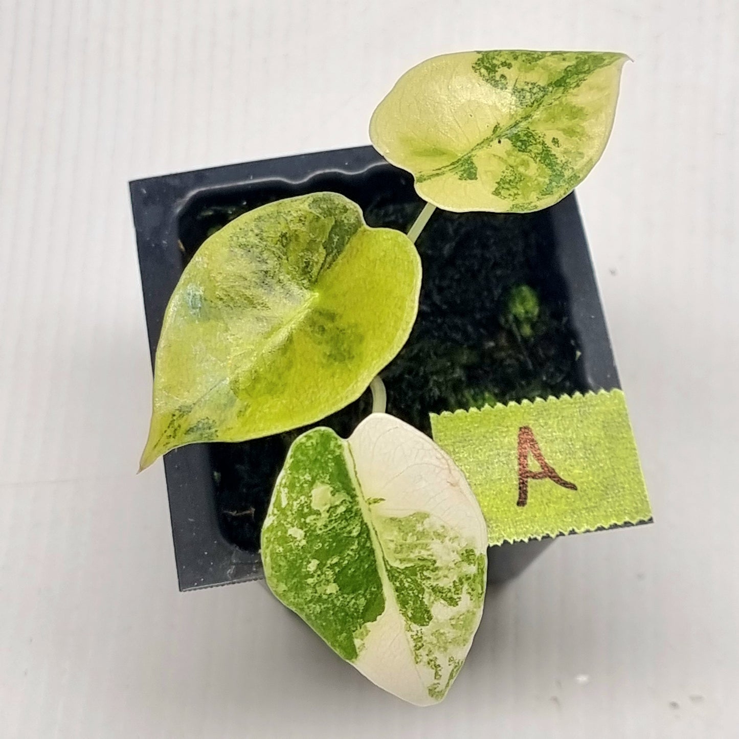 Alocasia sedenii Aurea Variegated