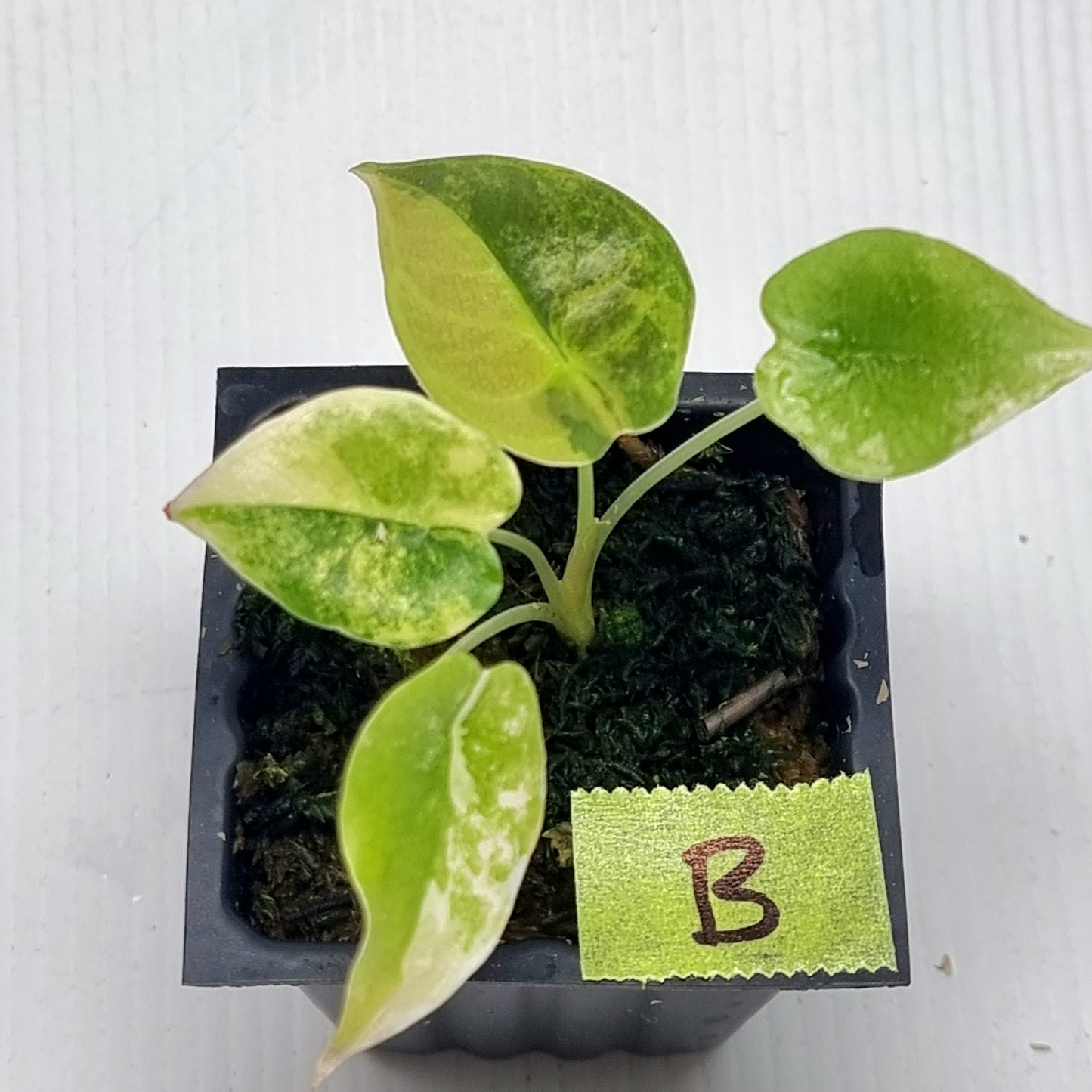 Alocasia sedenii Aurea Variegated