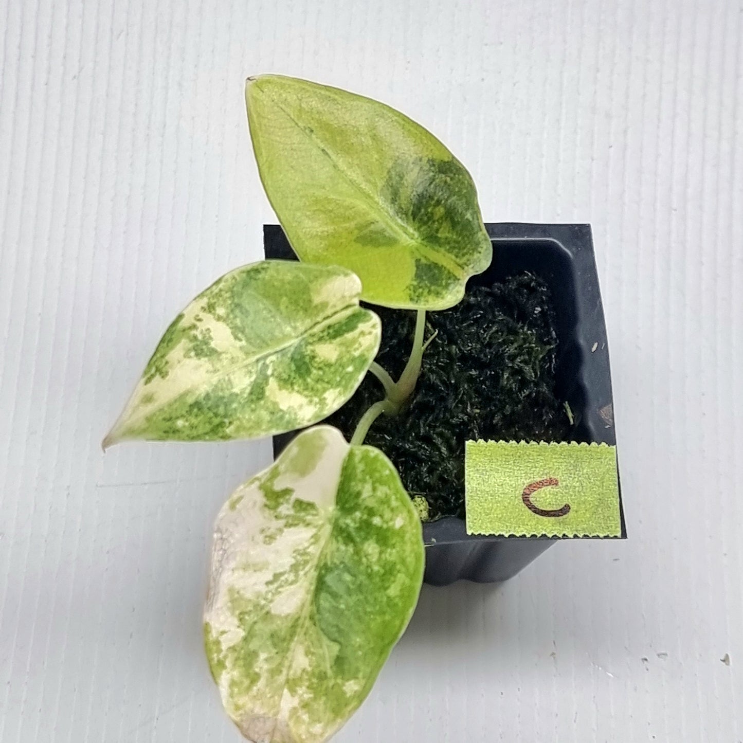 Alocasia sedenii Aurea Variegated