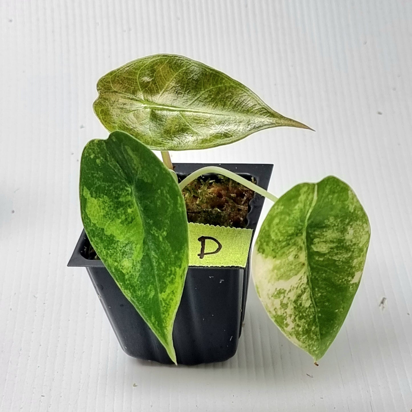 Alocasia sedenii Aurea Variegated