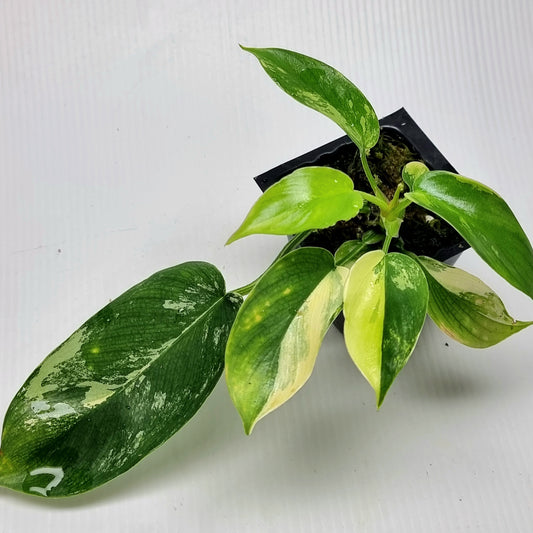 Philodendron squamiferum X P. Florida Beauty Variegated, 50mm