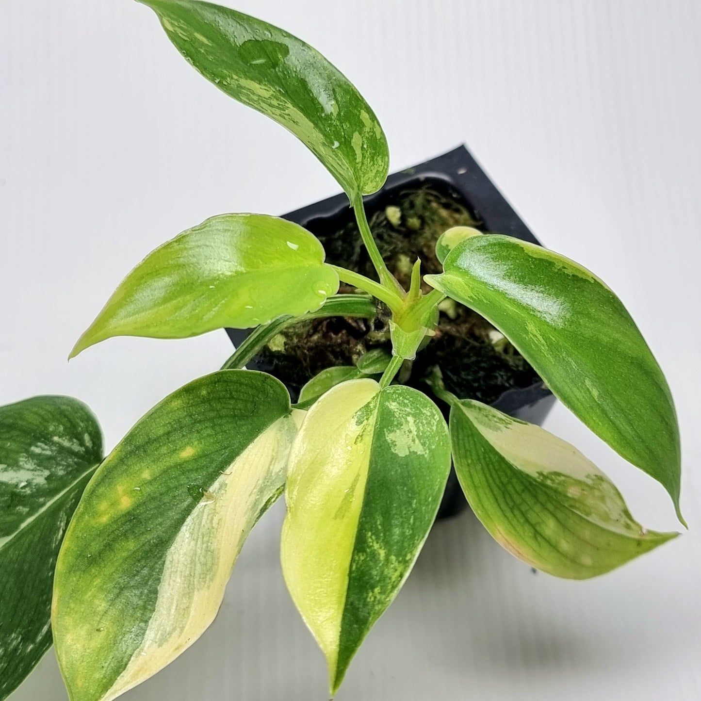 Philodendron squamiferum X P. Florida Beauty Variegated, 50mm