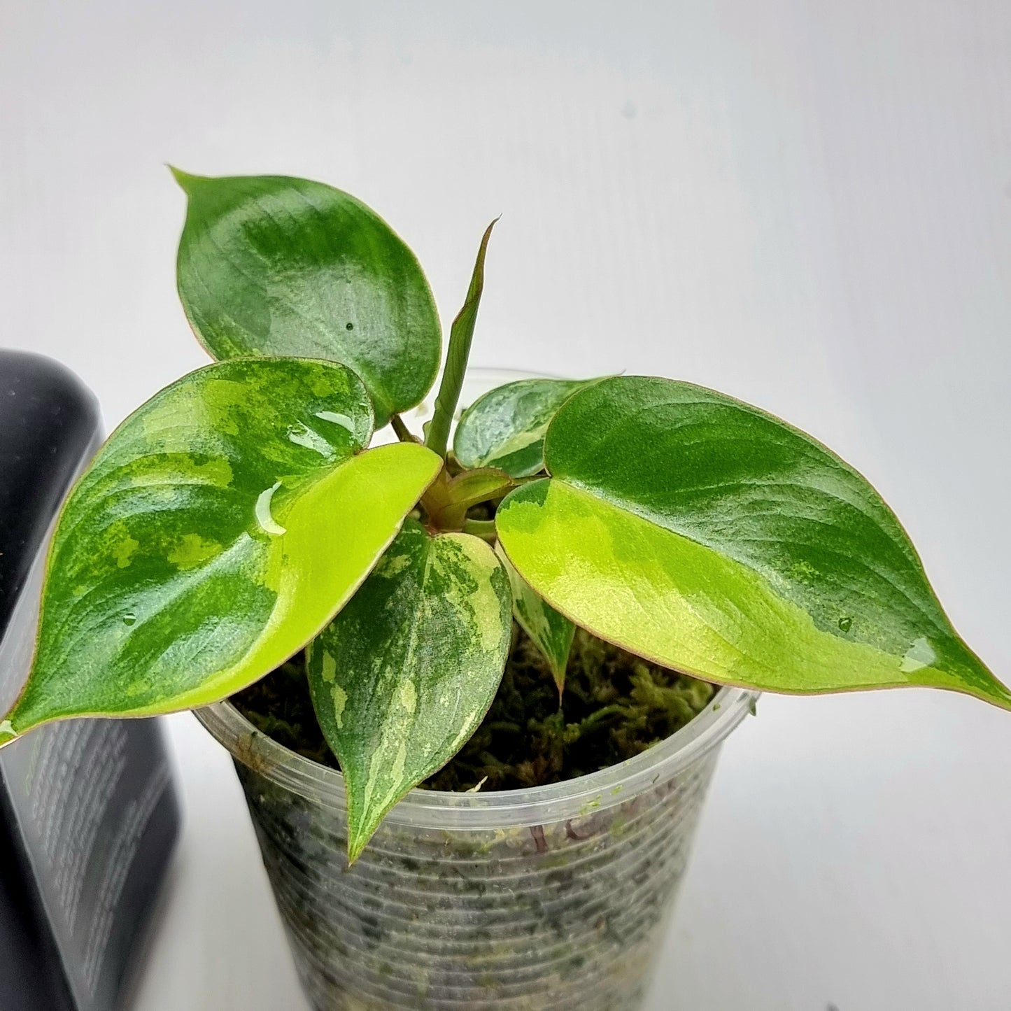 Philodendron Jennifer Variegated