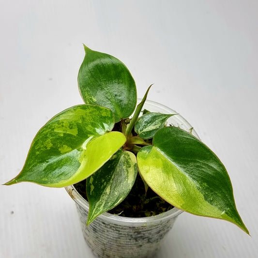 Philodendron Jennifer Variegated