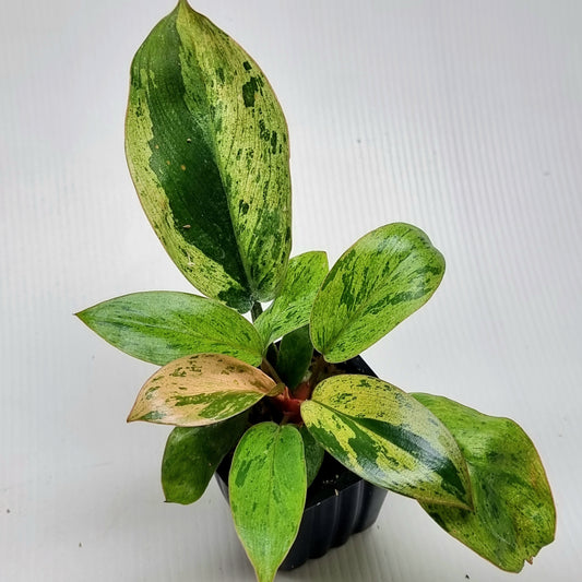 Philodendron Red Congo Mint