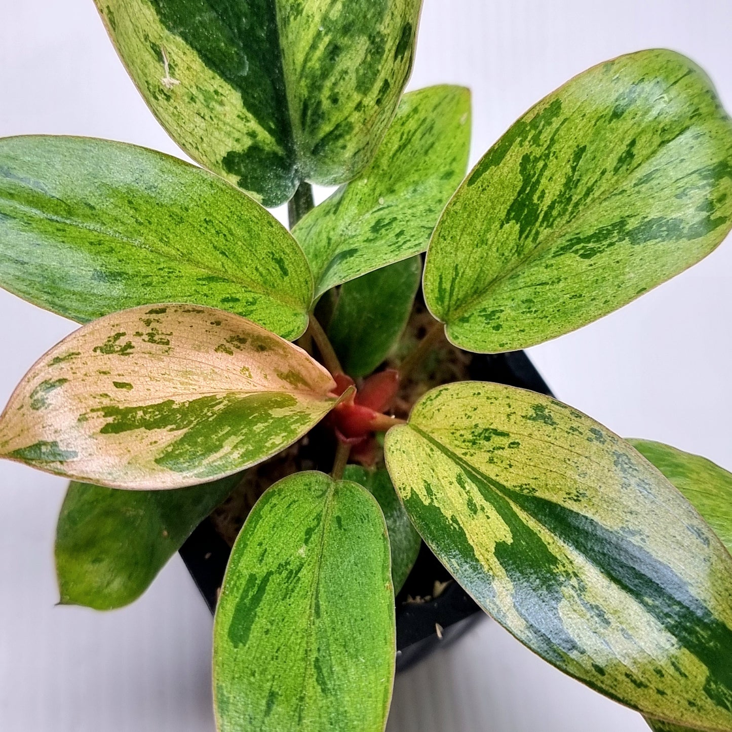 Philodendron Red Congo Mint