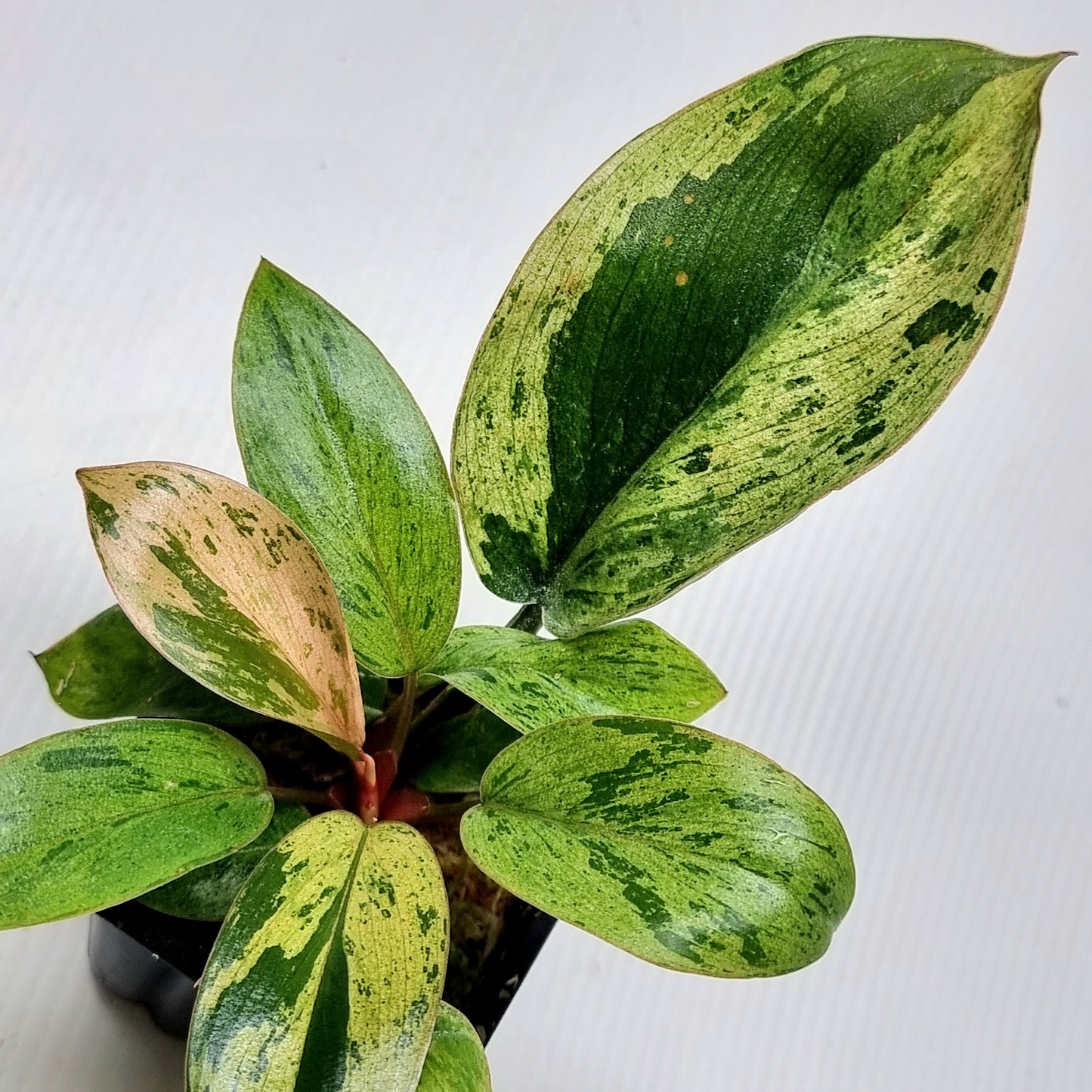 Philodendron Red Congo Mint