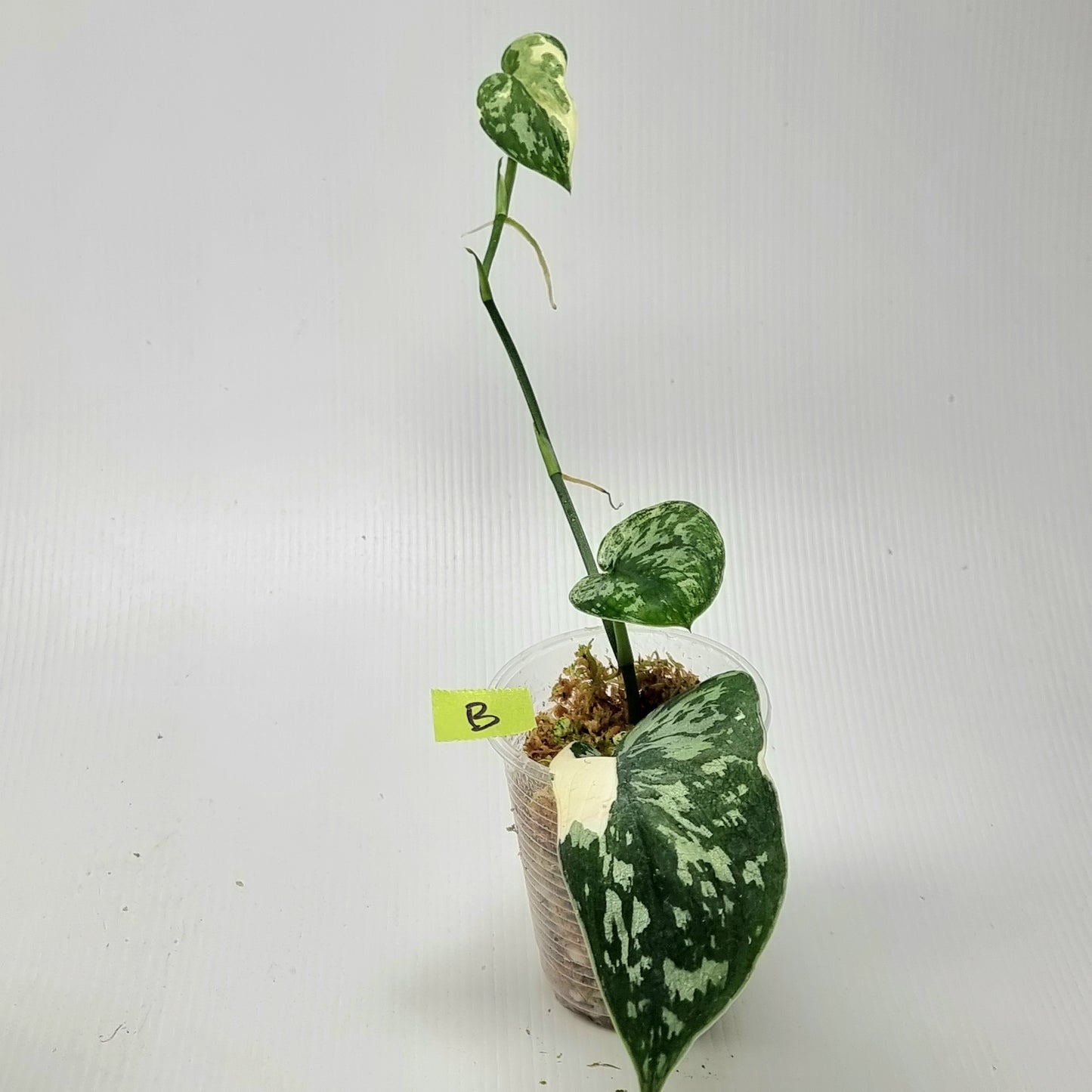 Variegated Scindapsus pictus Albo AKA Scindapsus Mayari