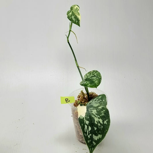 Variegated Scindapsus pictus Albo AKA Scindapsus Mayari