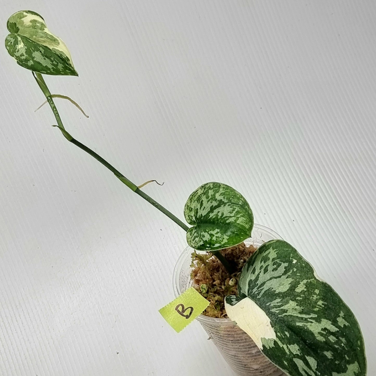 Variegated Scindapsus pictus Albo AKA Scindapsus Mayari