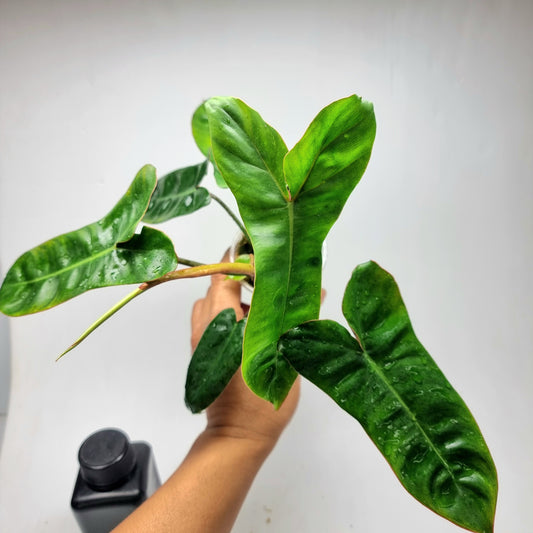 Philodendron Jennifer REVERTED, M