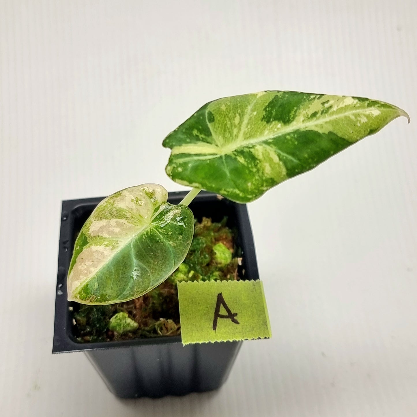 Alocasia black velvet Pink Variegated