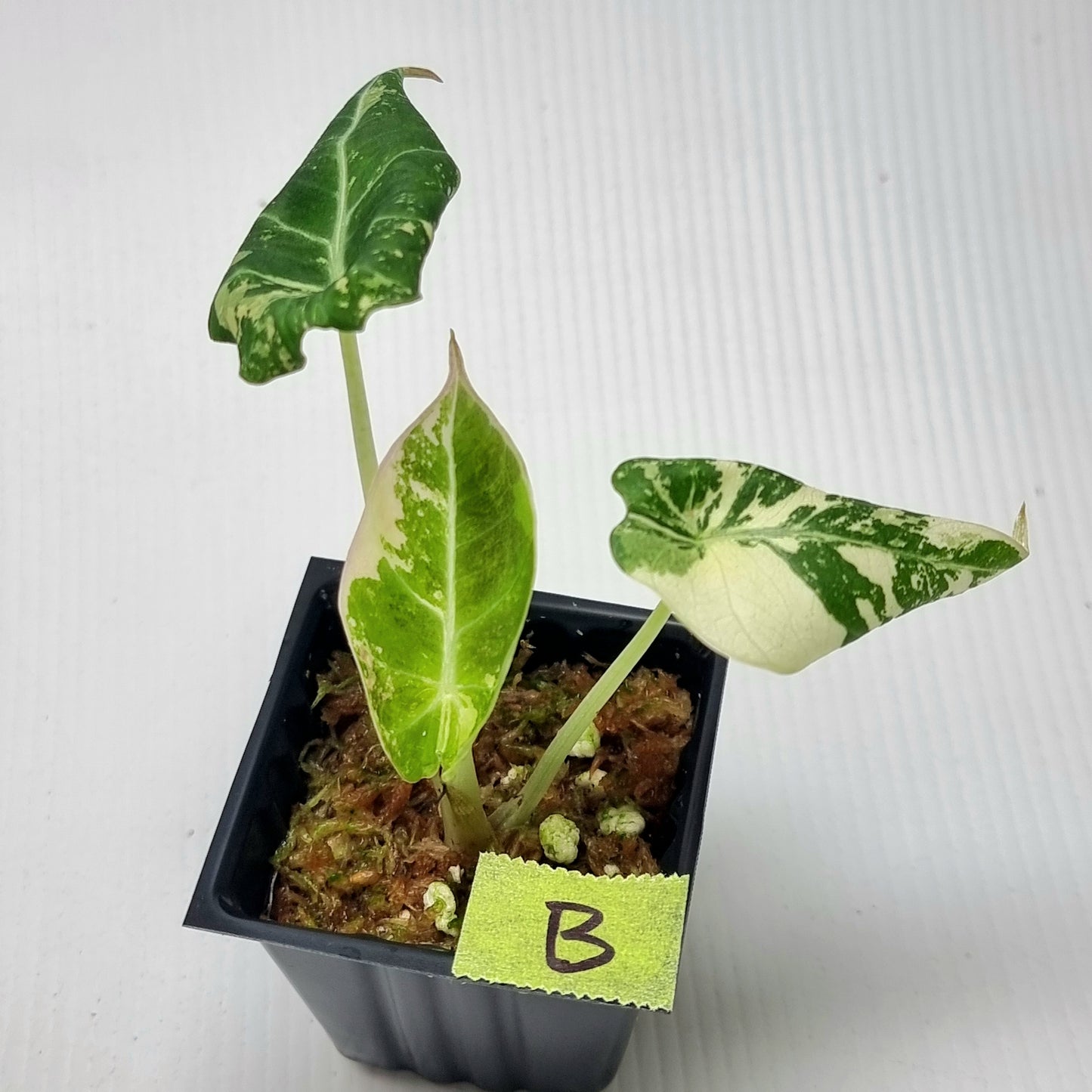 Alocasia black velvet Pink Variegated