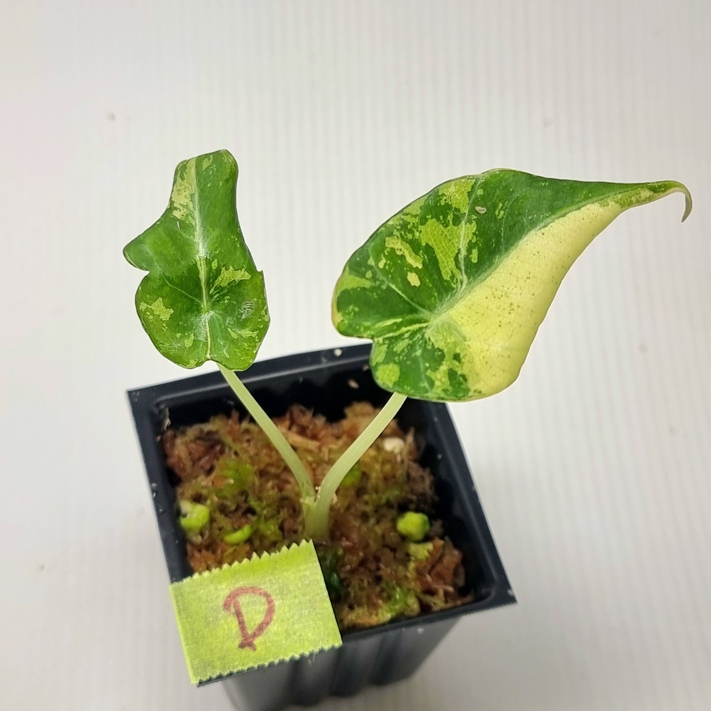 Alocasia black velvet Pink Variegated