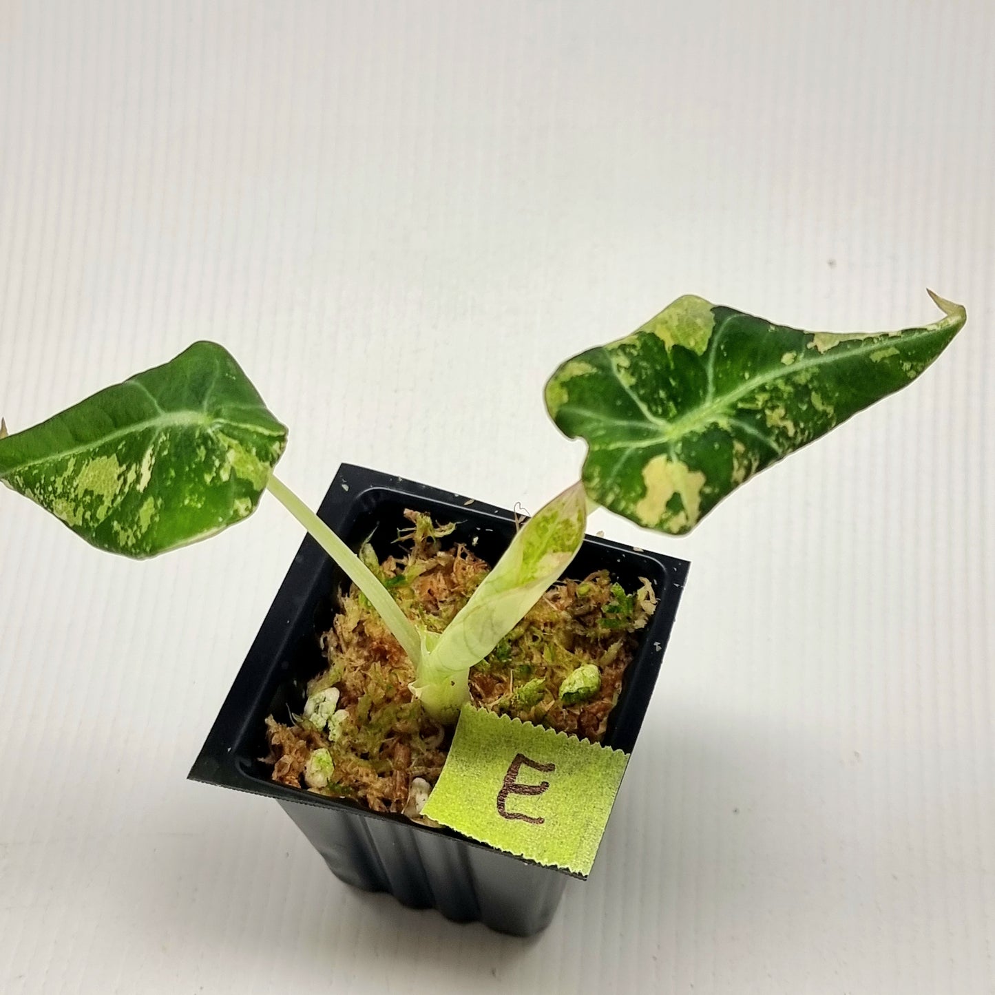 Alocasia black velvet Pink Variegated