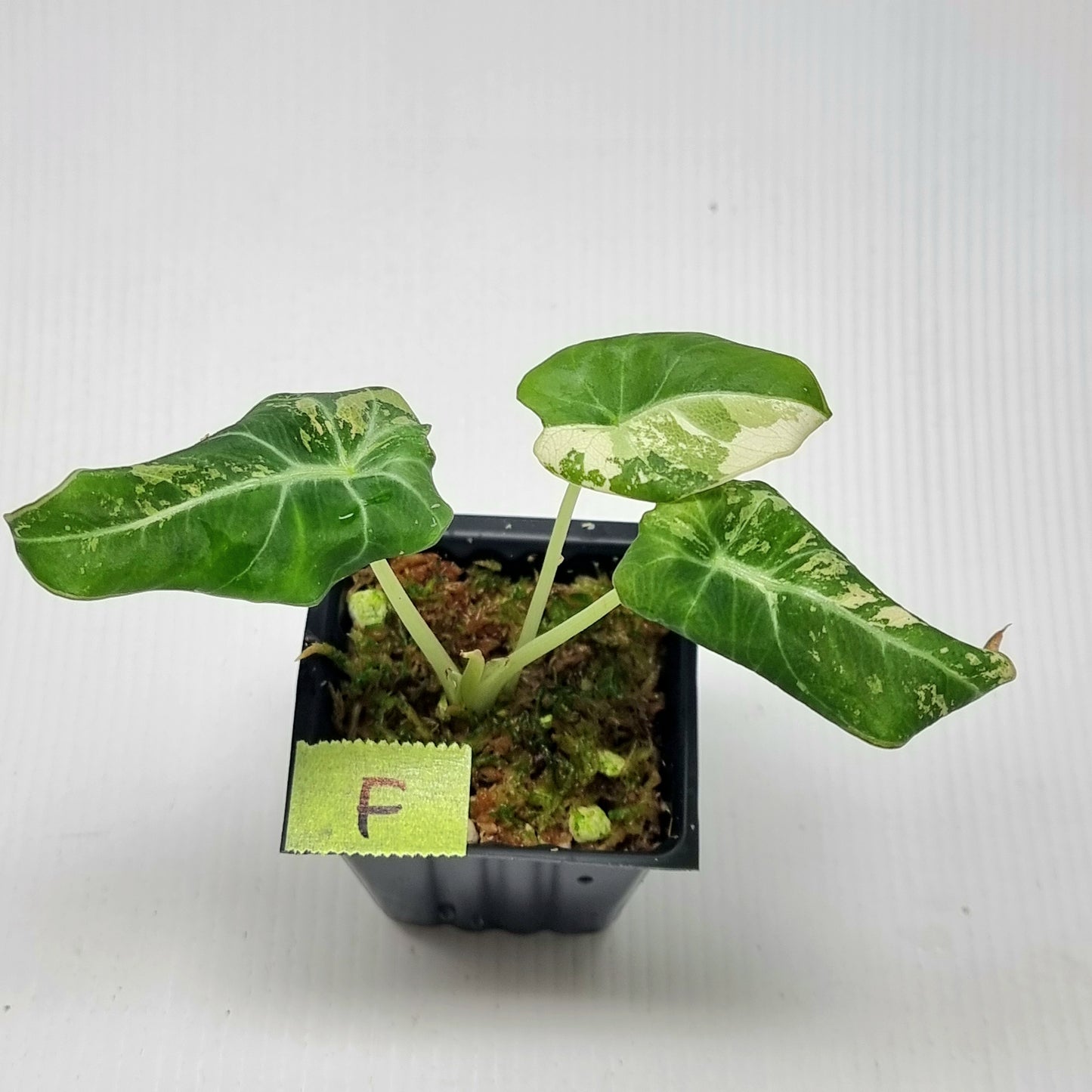 Alocasia black velvet Pink Variegated