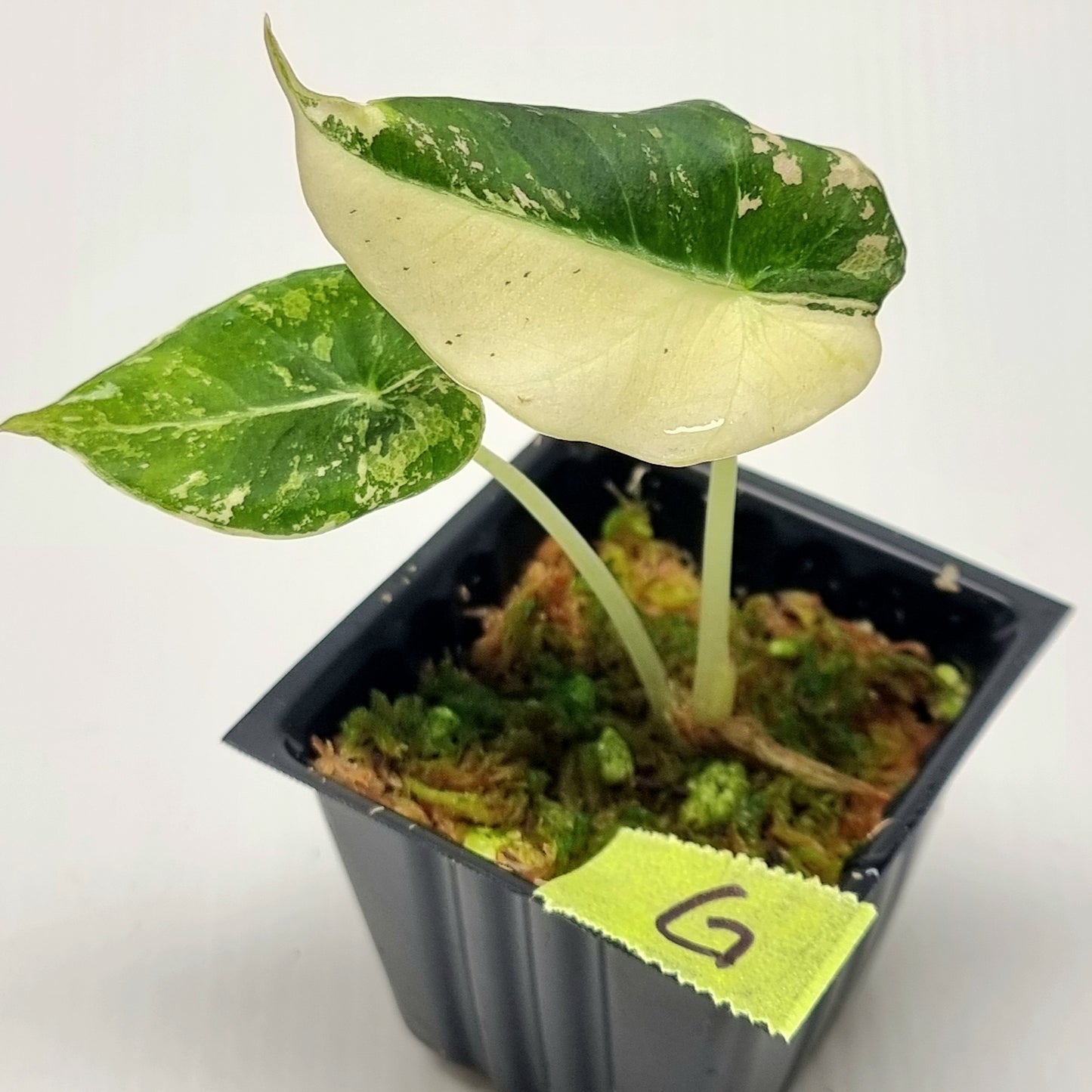 Alocasia black velvet Pink Variegated