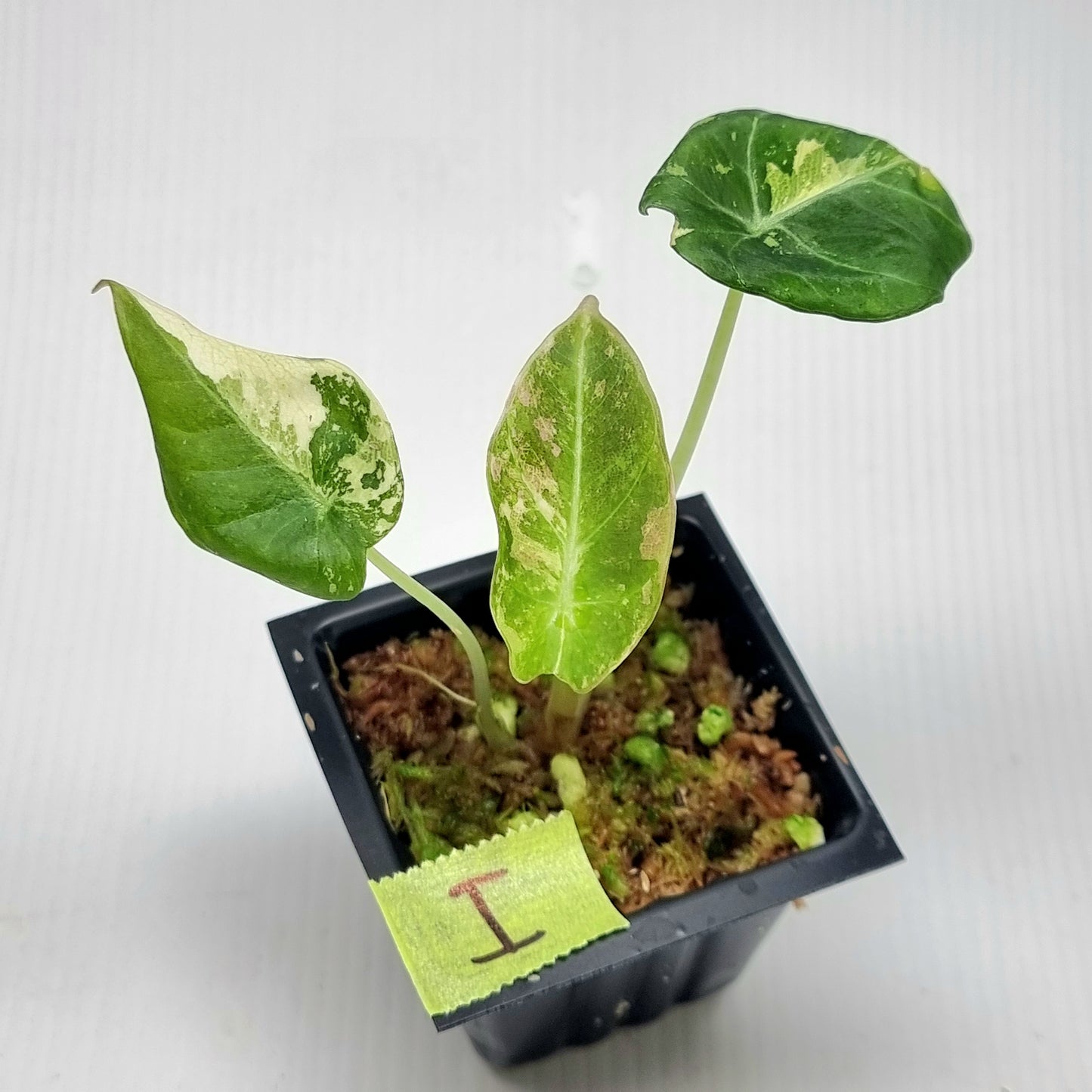 Alocasia black velvet Pink Variegated