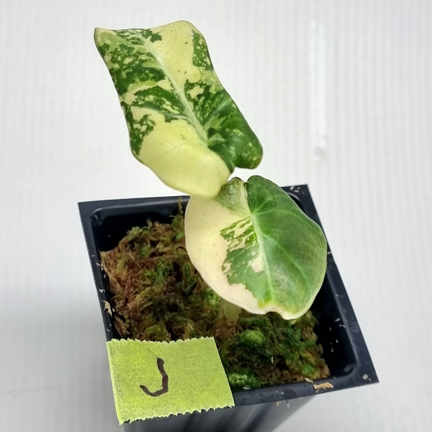 Alocasia black velvet Pink Variegated