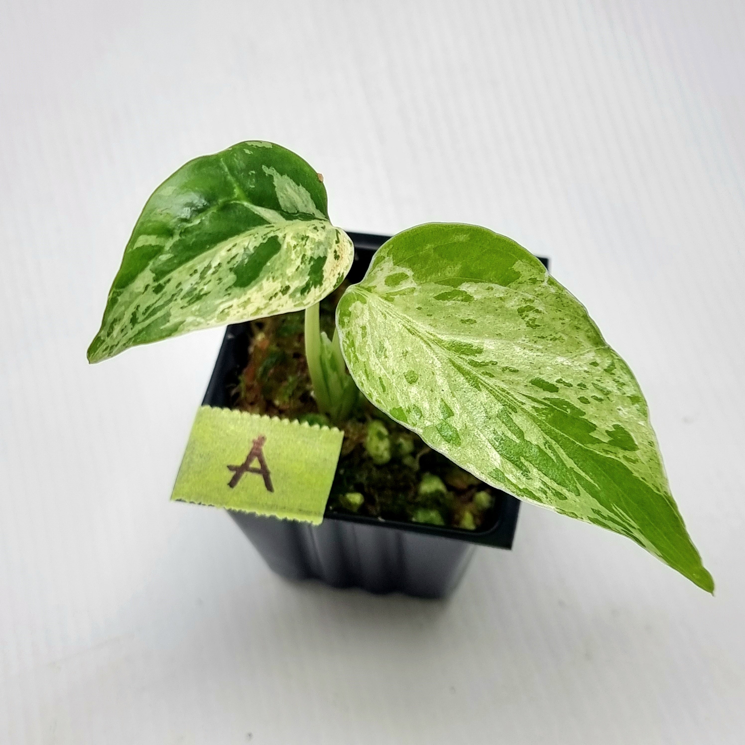 Monstera Bulbasaur : r⁄UnicornAroids xs152Monstera Bulbasaur