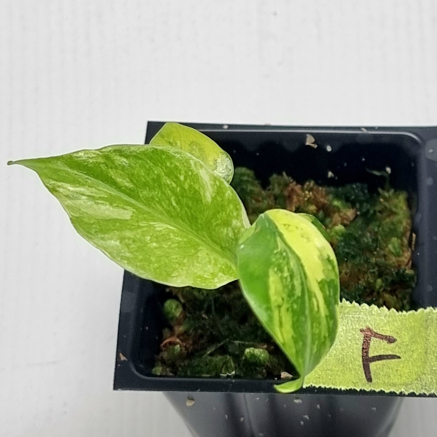 Monstera Electrolyte