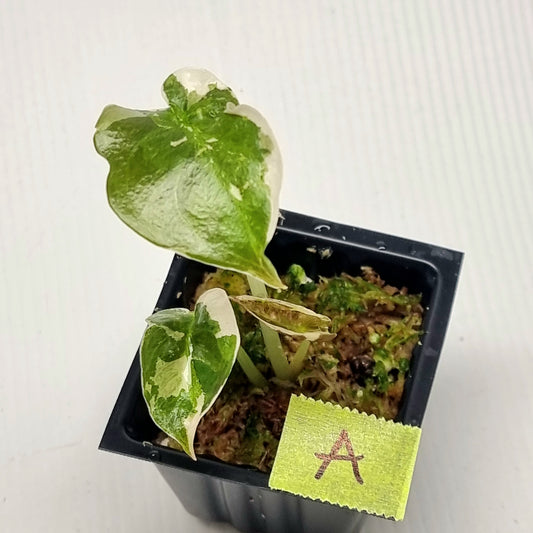 Alocasia cuprea True Pink Variegated