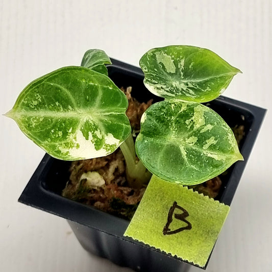 Alocasia Ninja Albo Variegated