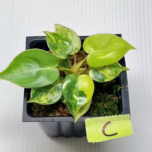 Philodendron billietiae Variegated