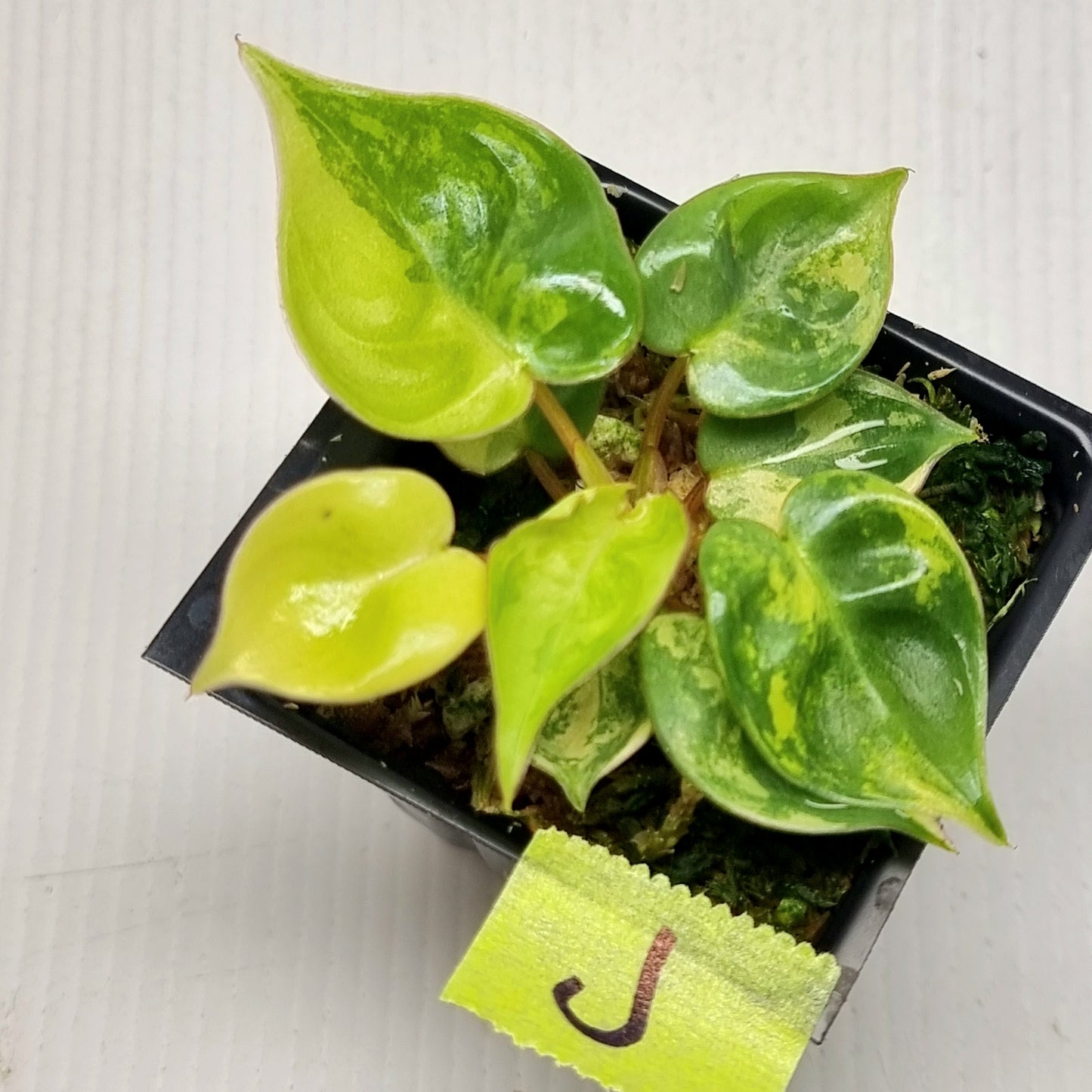 Philodendron billietiae Variegated