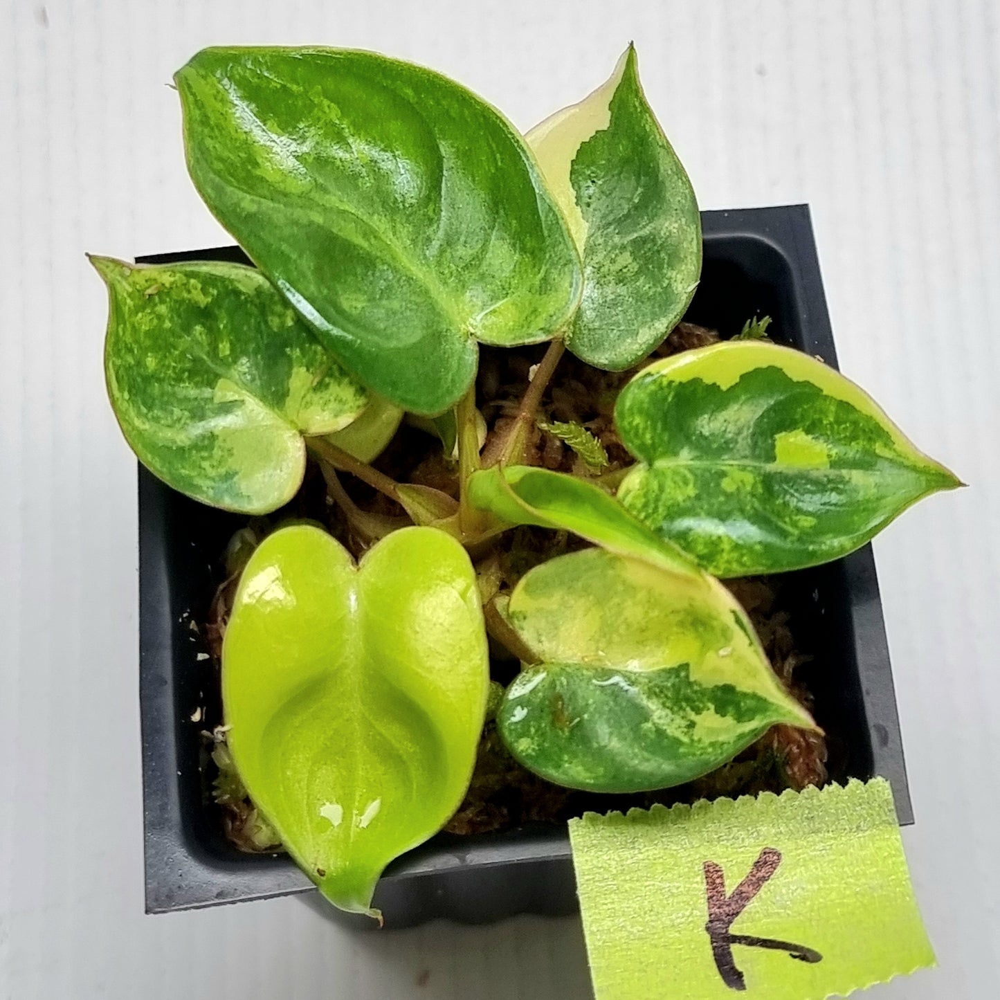 Philodendron billietiae Variegated
