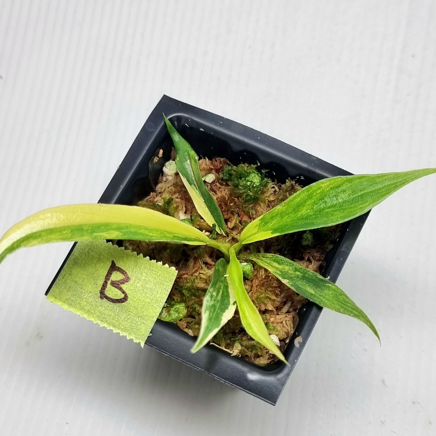 Philodendron tortum Aurea Variegated