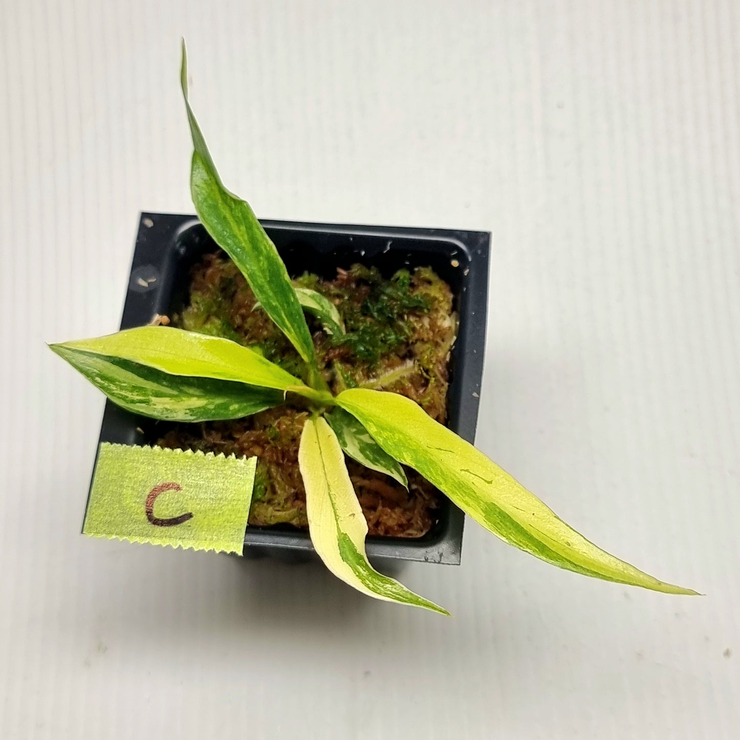 Philodendron tortum Aurea Variegated