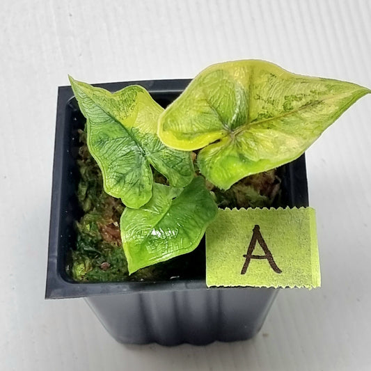 Alocasia Jacklyn Variegated