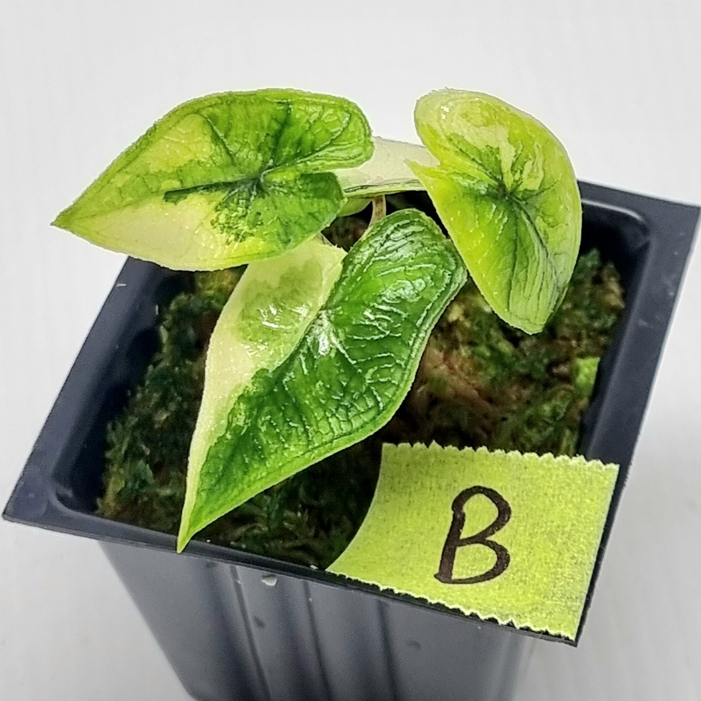 Alocasia Jacklyn Variegated