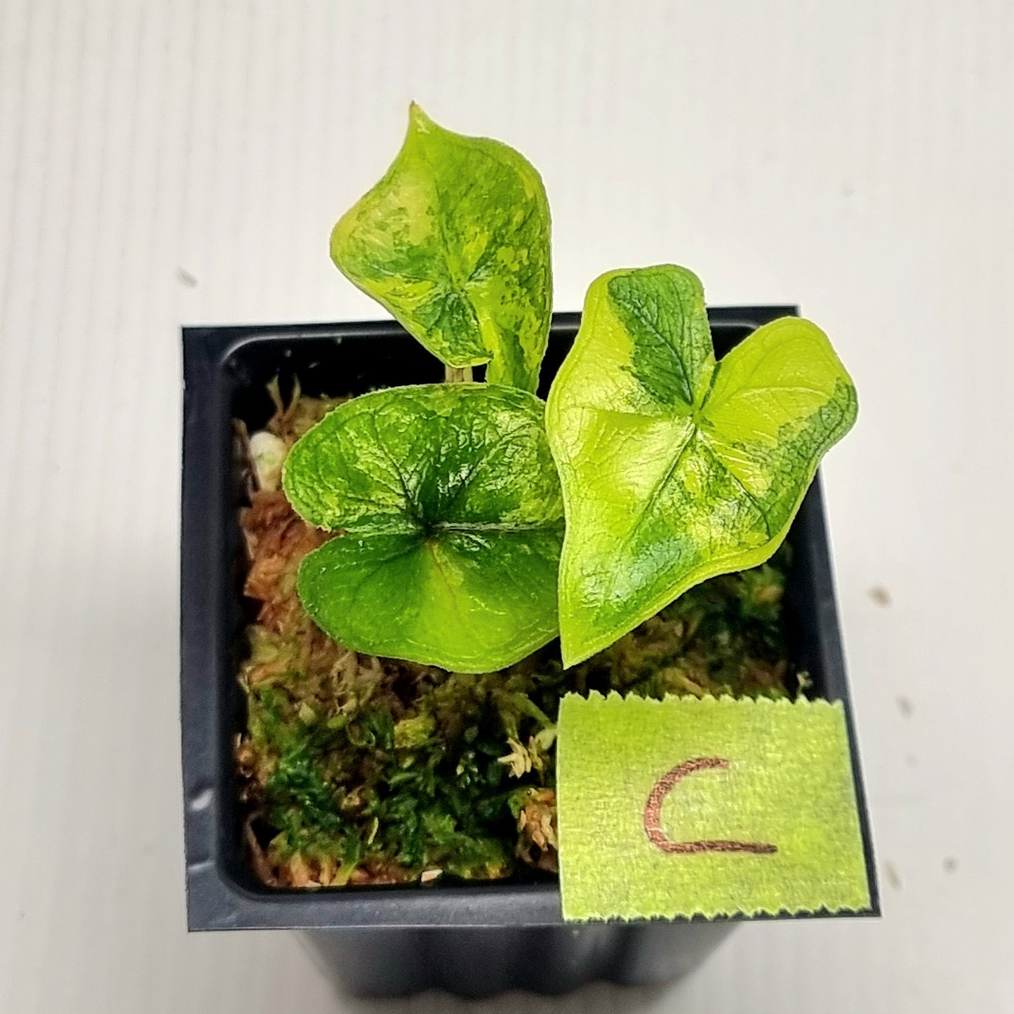 Alocasia Jacklyn Variegated