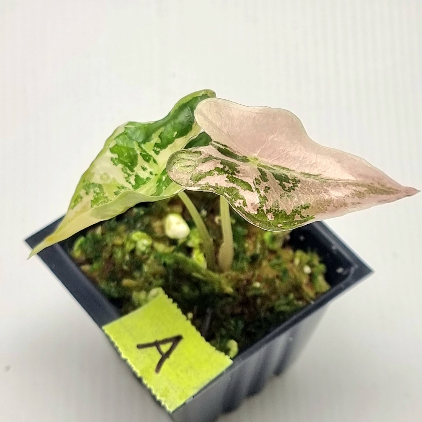 Alocasia sanderiana "Nobilis" Pink Variegated