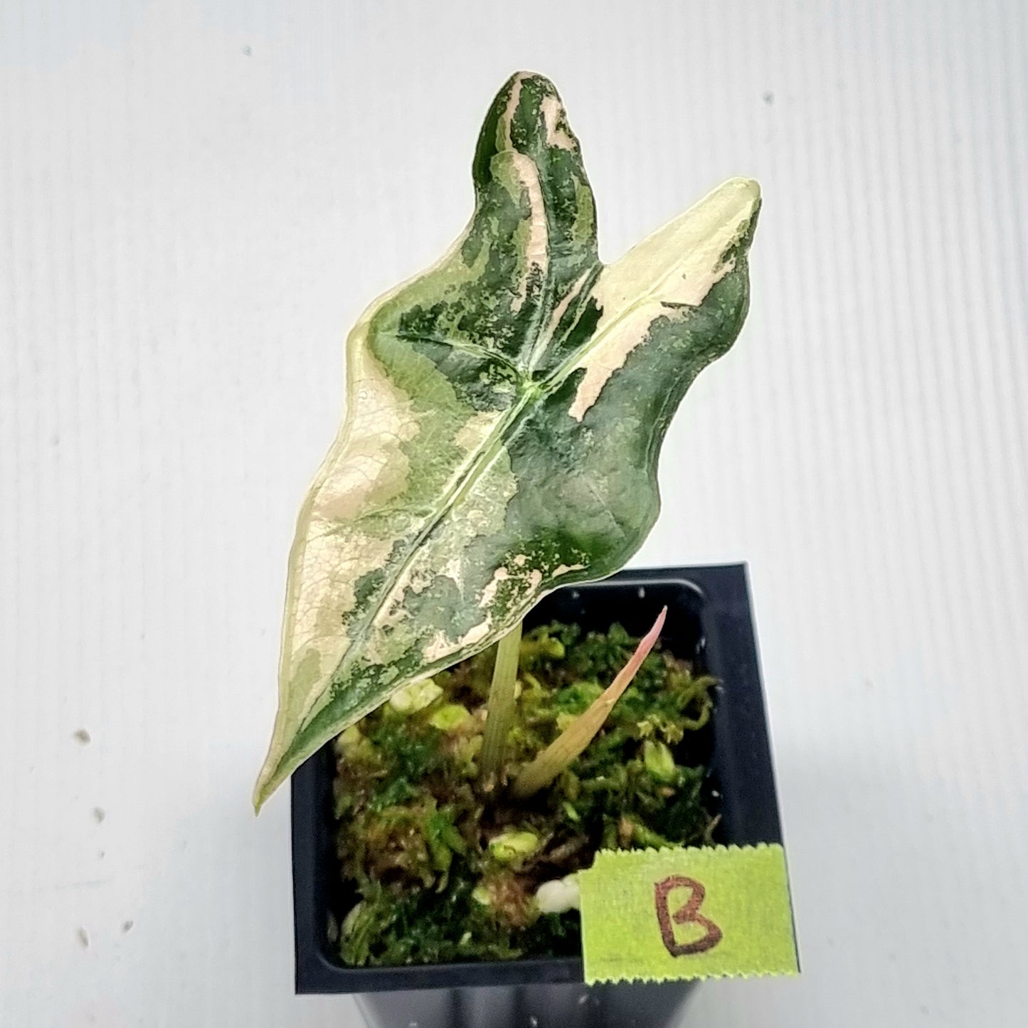 Alocasia sanderiana "Nobilis" Pink Variegated