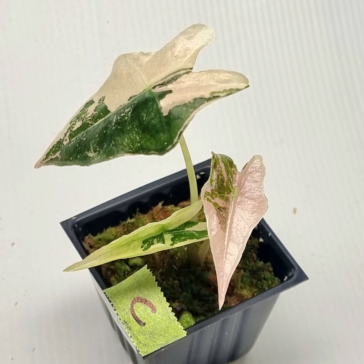 Alocasia sanderiana "Nobilis" Pink Variegated