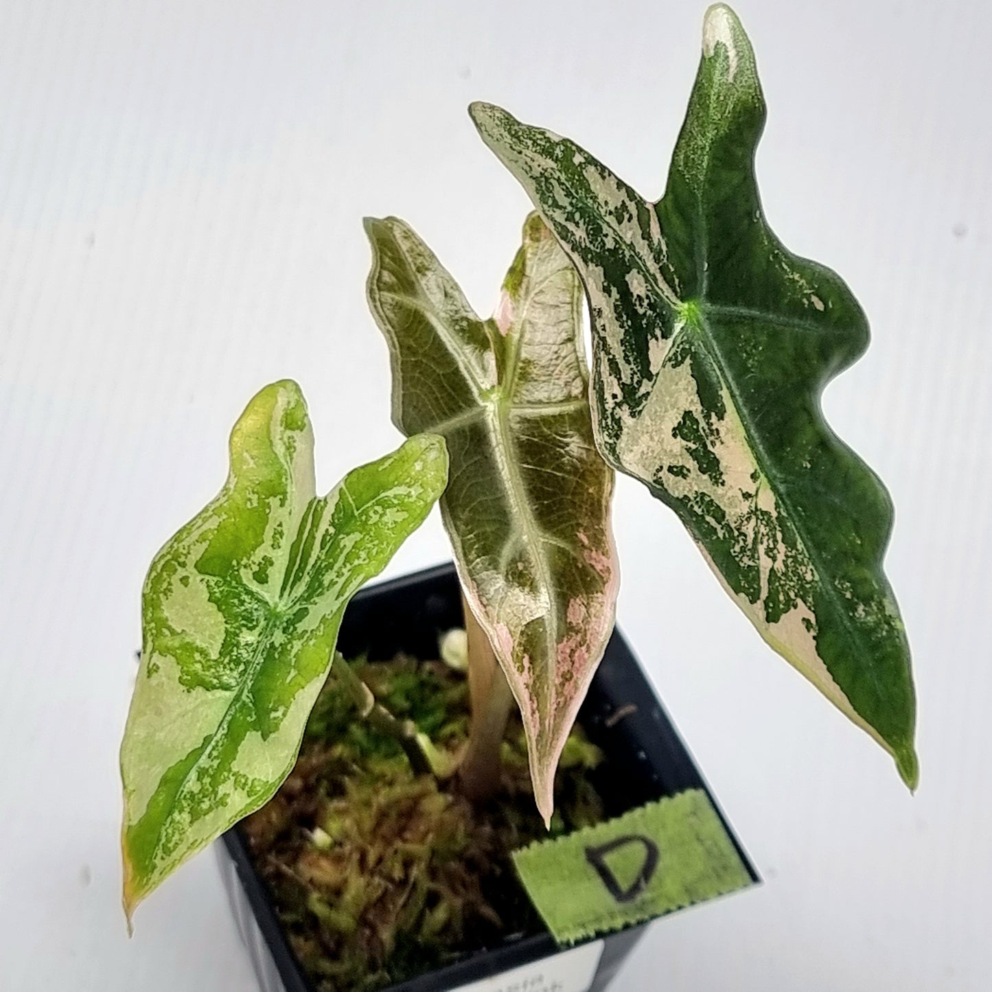 Alocasia sanderiana "Nobilis" Pink Variegated