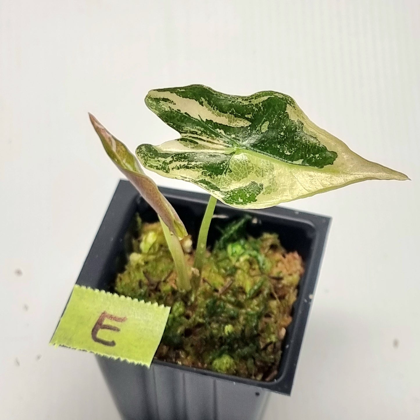 Alocasia sanderiana "Nobilis" Pink Variegated