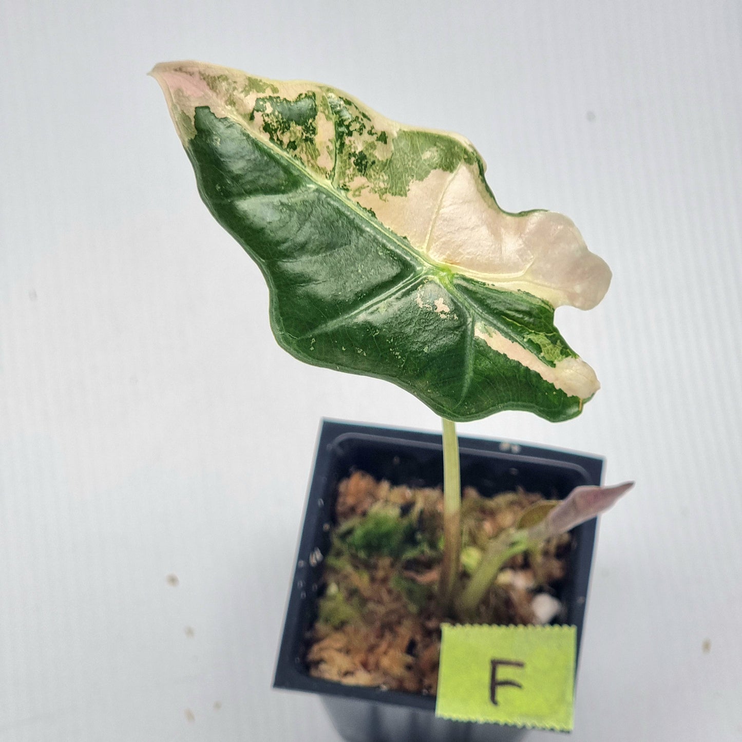 Alocasia sanderiana "Nobilis" Pink Variegated