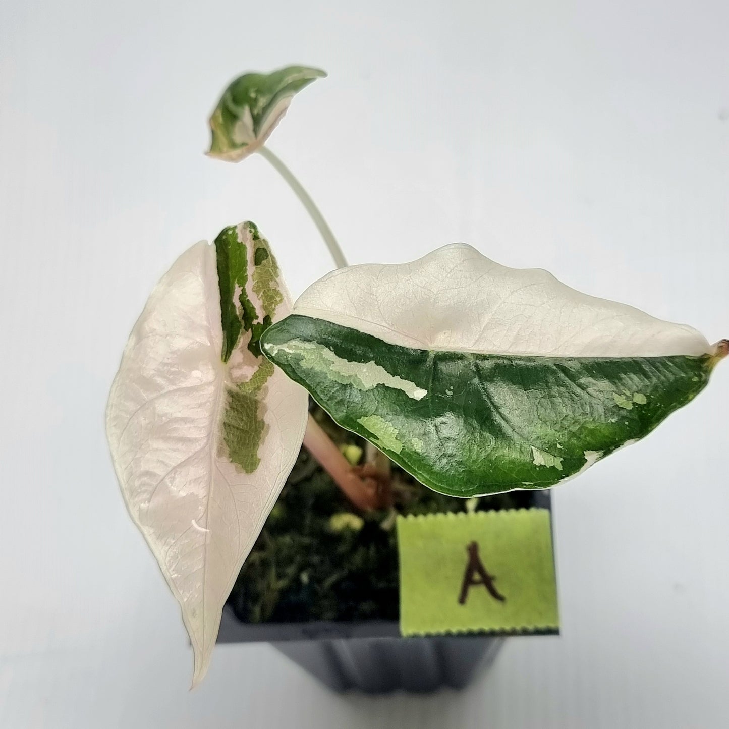 Alocasia Chantrieri Pink Variegated