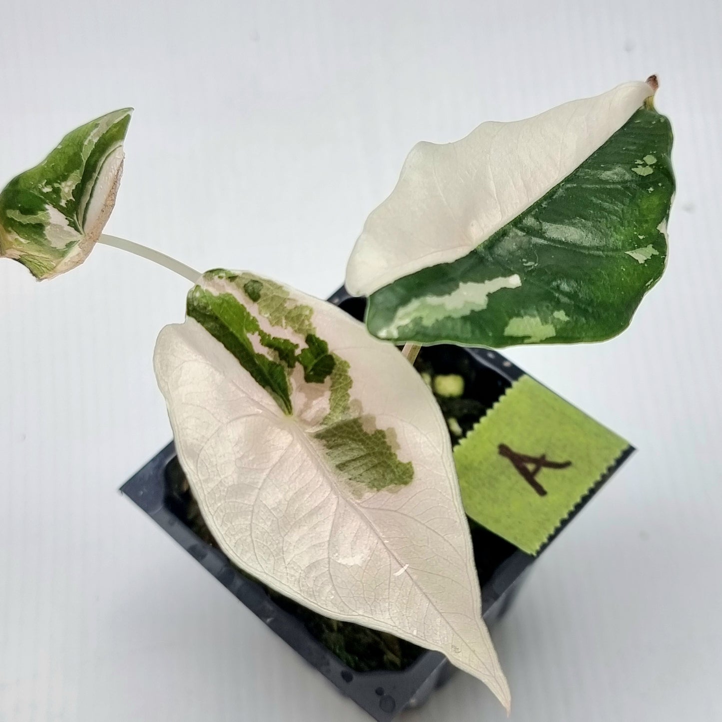 Alocasia Chantrieri Pink Variegated