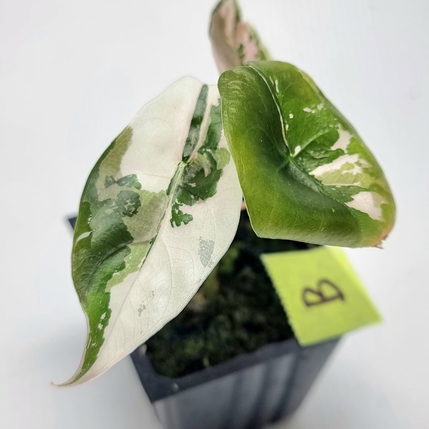 Alocasia Chantrieri Pink Variegated