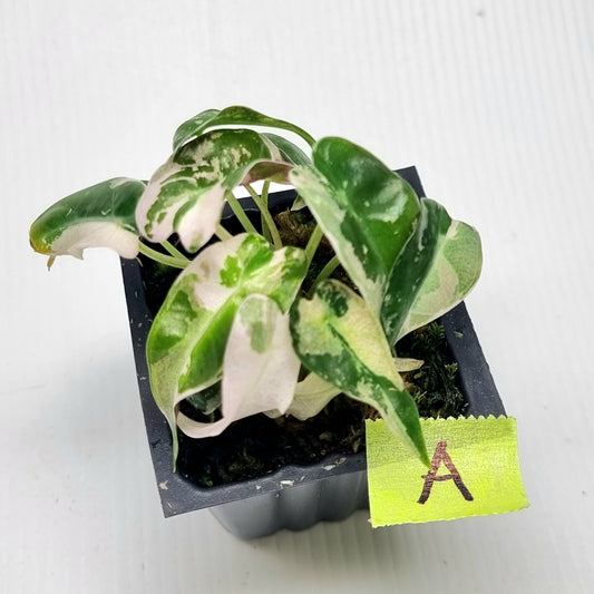 Alocasia Pink Swirl variegated