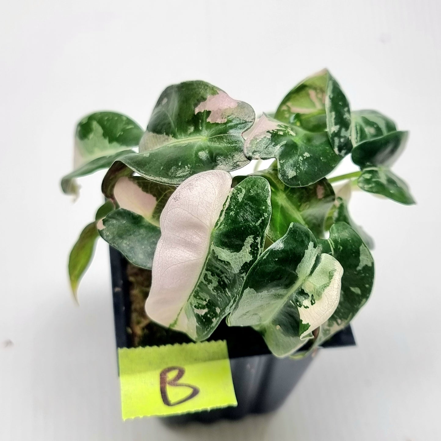 Alocasia Pink Swirl variegated